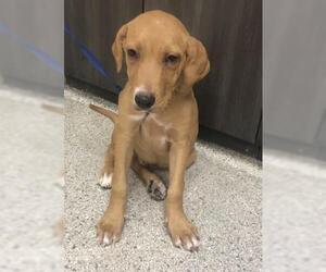 German Shorthaired Lab Dogs for adoption in Conroe, TX, USA