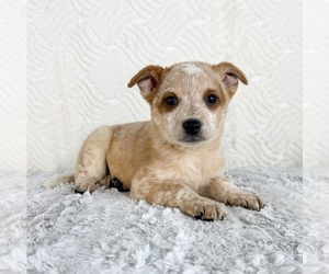 Australian Cattle Dog Puppy for sale in GREENFIELD, IN, USA