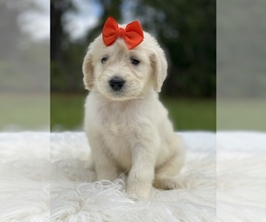 Goldendoodle Puppy for sale in FROSTPROOF, FL, USA