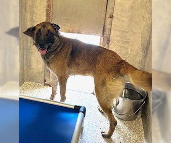 Medium Photo #1 German Shepherd Dog Puppy For Sale in Lodi, CA, USA