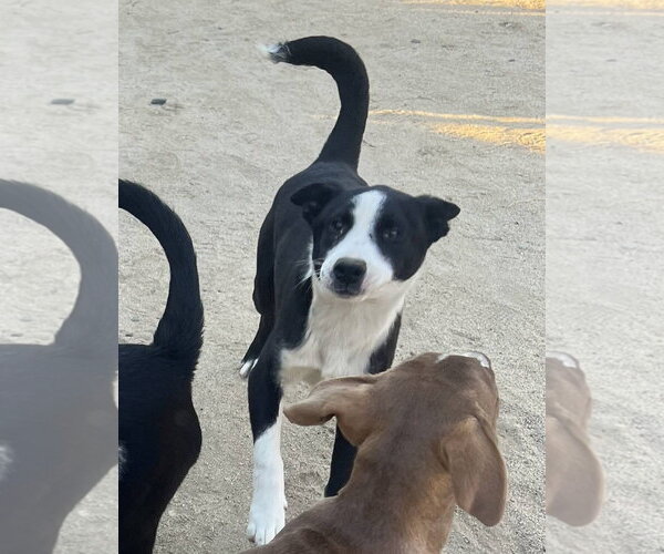Medium Photo #1 Border Collie-Unknown Mix Puppy For Sale in Paso Robles, CA, USA