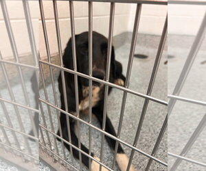 Great Dane-Labrador Retriever Mix Dogs for adoption in Bullard, TX, USA