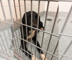 Small Great Dane-Labrador Retriever Mix