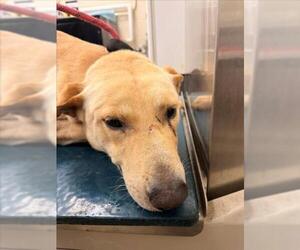 Labrador Retriever-Unknown Mix Dogs for adoption in Mobile, AL, USA