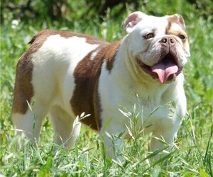 Mother of the Bulldog puppies born on 01/11/2022