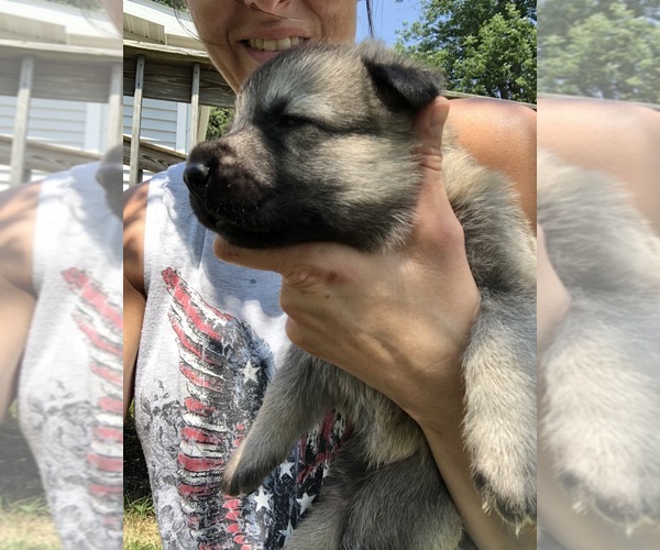 Medium Photo #8 German Shepherd Dog Puppy For Sale in BLMGTN, IN, USA