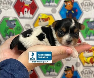 Yorkshire Terrier Puppy for sale in WINNSBORO, LA, USA