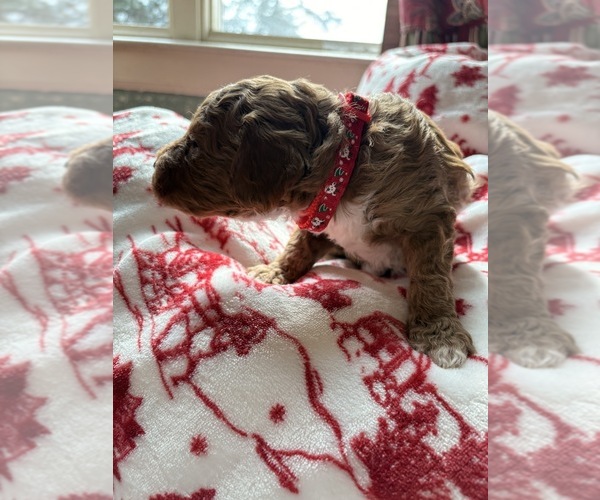 Medium Photo #3 Goldendoodle (Miniature) Puppy For Sale in SAINT MARYS, KS, USA