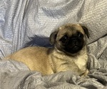 Small #13 Pug