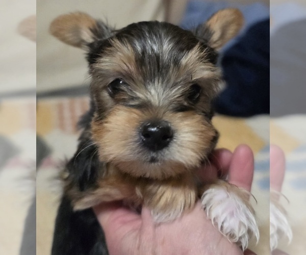 Medium Photo #1 Yorkshire Terrier Puppy For Sale in MADISON, WI, USA