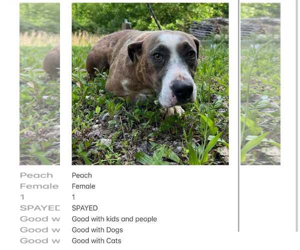 Medium Photo #3 Mutt Puppy For Sale in Crystal, MN, USA