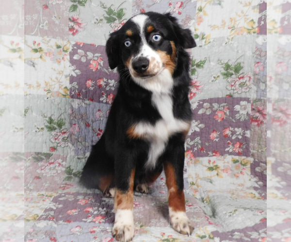 Medium Photo #6 Miniature Australian Shepherd Puppy For Sale in HARRISON, OH, USA