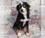 Small #5 Miniature Australian Shepherd