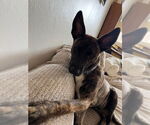 Small #10 Mutt