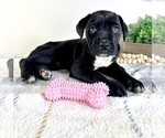 Small #1 Cane Corso