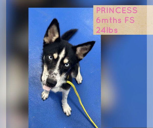 Medium Photo #2 - Mix Puppy For Sale in Woodbury, NY, USA