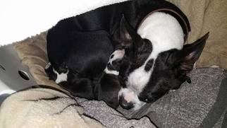 Mother of the Boston Terrier puppies born on 08/07/2018