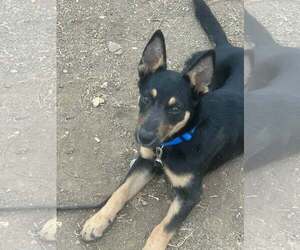 Timmy - Male Australian Shepherd Dog for Adoption - Photo #2