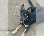 Small Photo #2 Australian Shepherd Puppy For Sale in Paso Robles, CA, USA