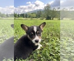 Small Photo #45 Pembroke Welsh Corgi Puppy For Sale in PERKINSVILLE, VT, USA