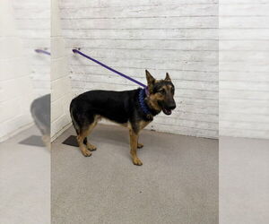 German Shepherd Dog Dogs for adoption in San Bernardino, CA, USA