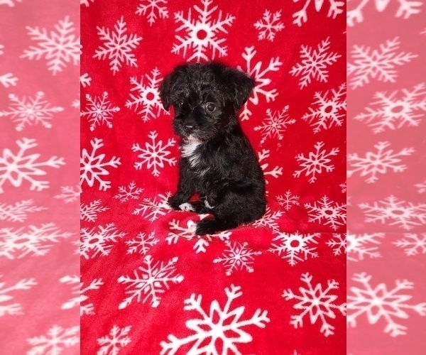 Medium Photo #14 YorkiePoo Puppy For Sale in LAPEER, MI, USA