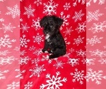 Small Photo #14 YorkiePoo Puppy For Sale in LAPEER, MI, USA