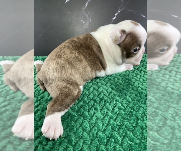 Medium Photo #14 Boston Terrier Puppy For Sale in TULARE, CA, USA