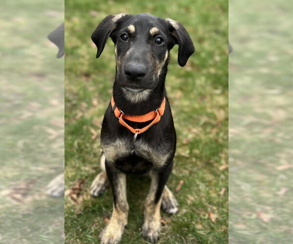 Medium Photo #13 Labrenees Puppy For Sale in Oak Bluffs, MA, USA