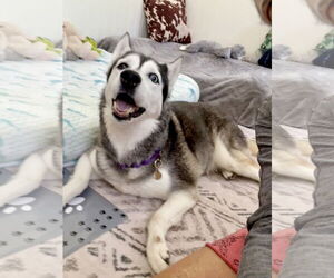 Lily - Female Siberian Husky Dog for Adoption - Photo #3