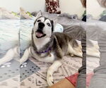 Small #2 Siberian Husky