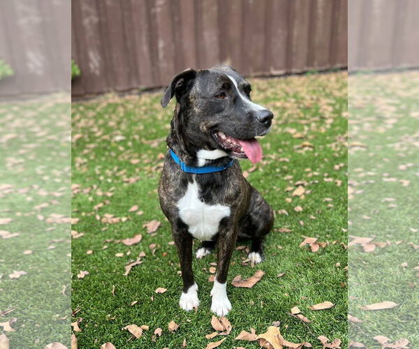 Medium Photo #3 Mutt Puppy For Sale in Royse City, TX, USA