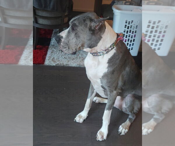 Medium Photo #4 Great Dane Puppy For Sale in Bullard, TX, USA