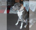 Small #3 Great Dane