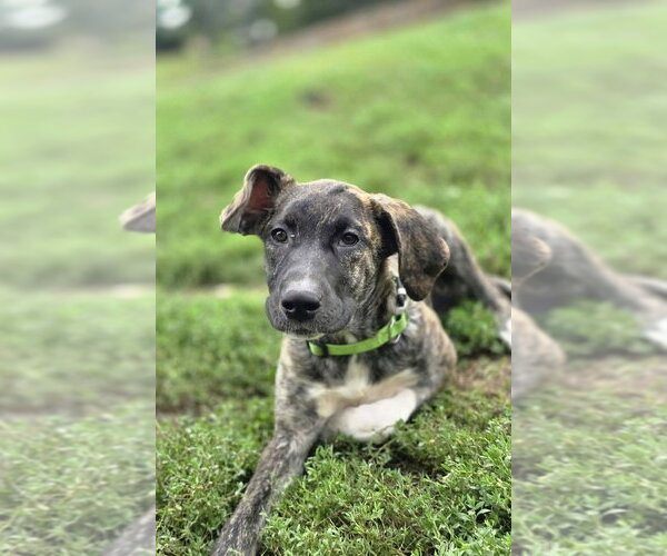 Medium Photo #2 Boxer-Unknown Mix Puppy For Sale in Aurora, IN, USA