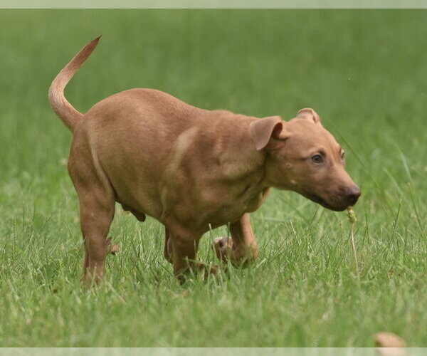 Medium Photo #9 Labrador Retriever Puppy For Sale in Mechanicsburg, PA, USA