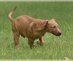 Small #8 Labrador Retriever