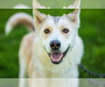 Small #6 Siberian Husky Mix