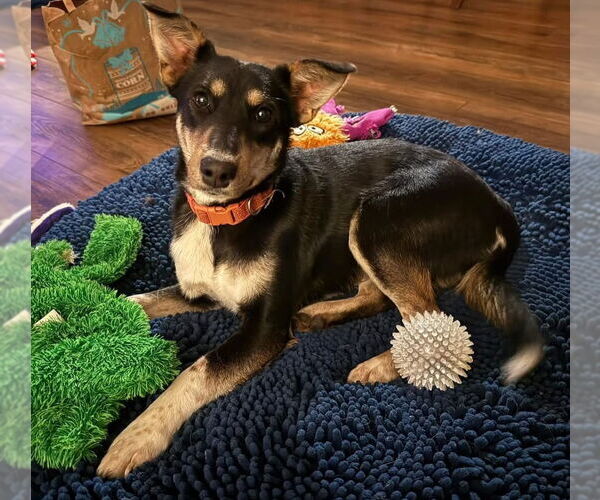 Medium Photo #1 Mutt Puppy For Sale in Davis, CA, USA