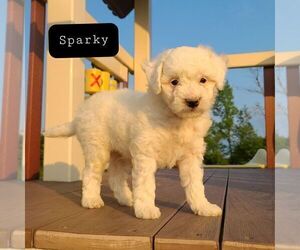 Bernedoodle-Poodle (Miniature) Mix Puppy for sale in FORT PLAIN, NY, USA
