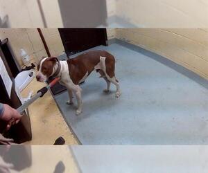 Mutt Dogs for adoption in Tulsa, OK, USA
