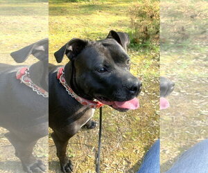 Mutt Dogs for adoption in Rockville, MD, USA