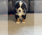 Puppy 0 Bernese Mountain Dog