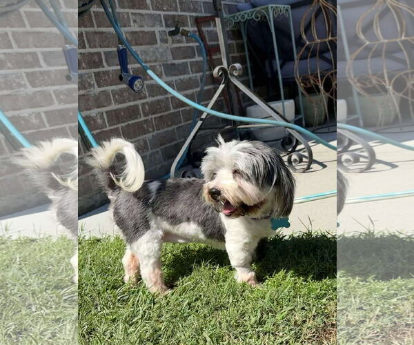 Medium Photo #1 Havanese Puppy For Sale in Gulfport, MI, USA