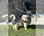 Small Havanese