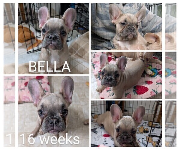 Medium Photo #2 French Bulldog Puppy For Sale in MCKINLEYVILLE, CA, USA