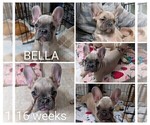 Small Photo #2 French Bulldog Puppy For Sale in MCKINLEYVILLE, CA, USA