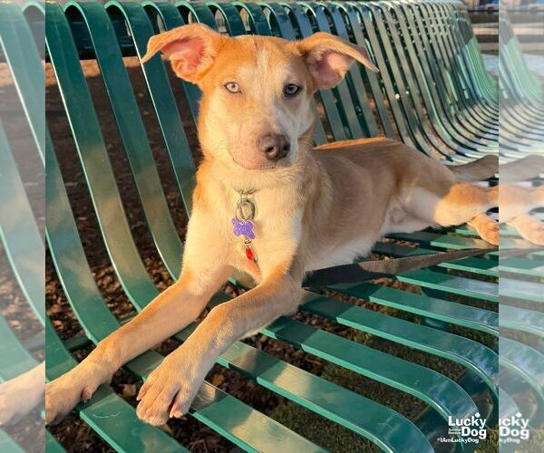 Medium Photo #6 Australian Shepherd-Unknown Mix Puppy For Sale in Washington, DC, USA