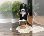 Small Photo #19 Bernedoodle Puppy For Sale in MIAMISBURG, OH, USA