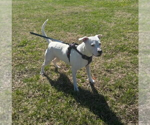 American Staffordshire Terrier-Unknown Mix Dogs for adoption in Wenonah, NJ, USA